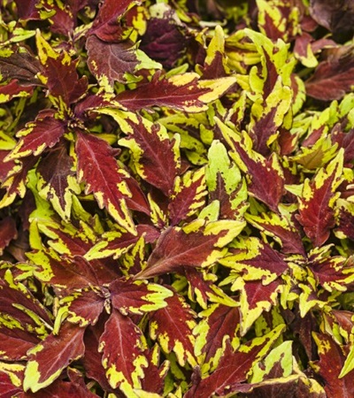 Coleus ColorBlaze® Royale Apple Brandy®